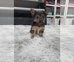 Puppy 3 Yorkshire Terrier