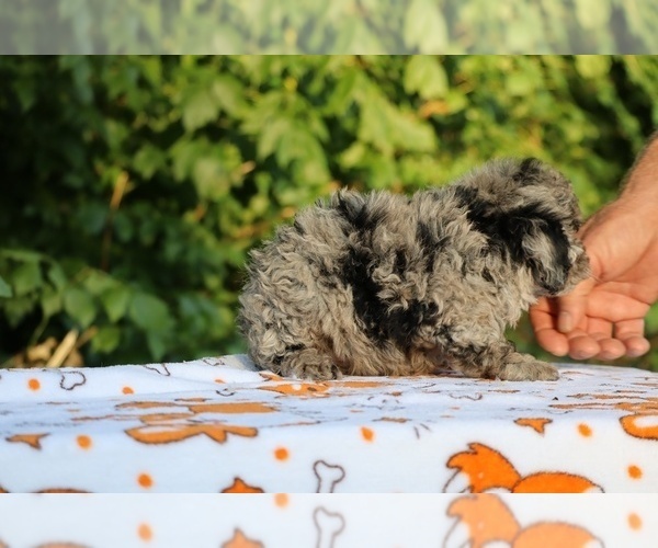 Medium Photo #5 Poodle (Toy) Puppy For Sale in DYERSBURG, TN, USA