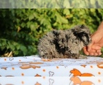 Small #4 Poodle (Toy)