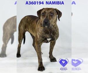 American Pit Bull Terrier Dogs for adoption in Stockton, CA, USA