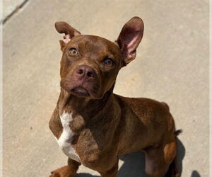 Medium American Pit Bull Terrier