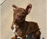 Small American Pit Bull Terrier