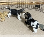 Small Photo #11 Poogle Puppy For Sale in GLOUCESTER, VA, USA