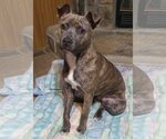 Small #1 American Pit Bull Terrier Mix