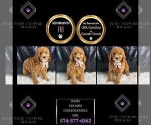 Goldendoodle (Miniature) Puppy for sale in WARSAW, IN, USA