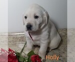 Small Photo #2 Labrador Retriever Puppy For Sale in CATO, NY, USA
