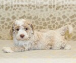 Small #1 Miniature Bernedoodle