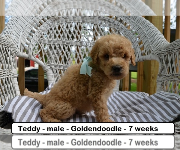 Medium Photo #1 Goldendoodle Puppy For Sale in CLARKRANGE, TN, USA