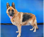 Small #1 German Shepherd Dog