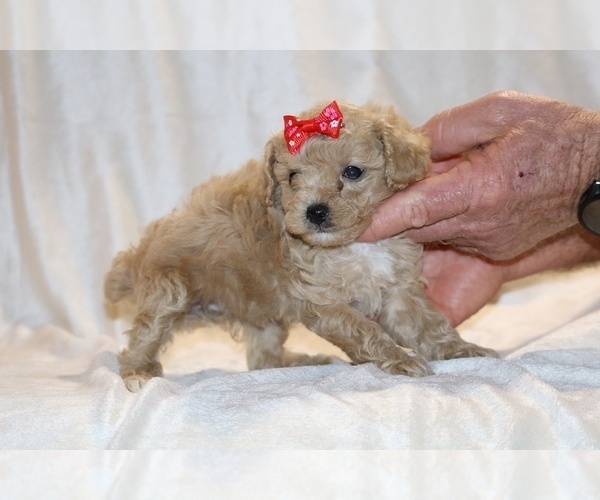 Medium Photo #15 Poodle (Toy) Puppy For Sale in DYERSBURG, TN, USA