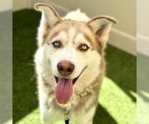 Siberian Husky Dogs for adoption in Camarillo, CA, USA