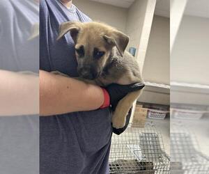 German Shepherd Dog-Unknown Mix Dogs for adoption in Pasadena, TX, USA