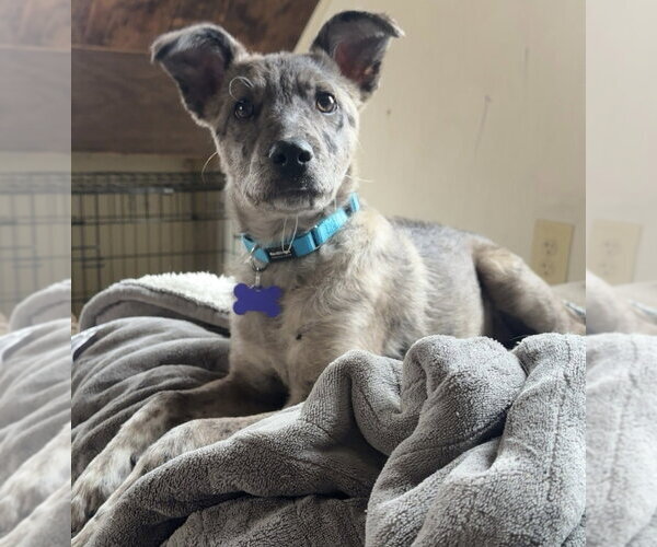 Medium Photo #8 Great Pyrenees-Unknown Mix Puppy For Sale in Oak Bluffs, MA, USA