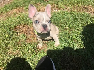 French Bulldog Puppy for sale in AU SABLE FORKS, NY, USA