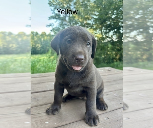 Medium Photo #5 Labrador Retriever Puppy For Sale in STANLEY, WI, USA