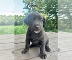 Small #4 Labrador Retriever