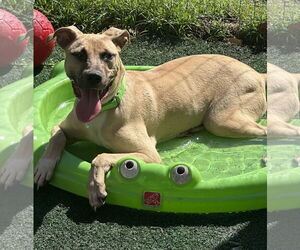 Chamois - Male Mutt Dog for Adoption - Photo #2