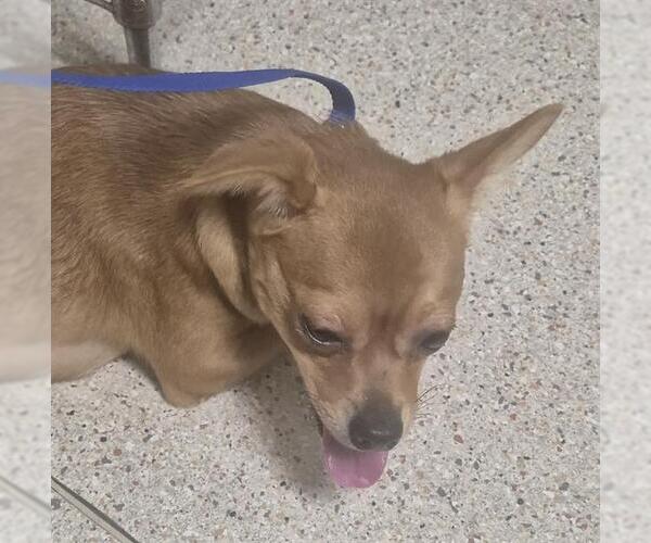 Medium Photo #1 Chihuahua Puppy For Sale in Bakersfield, CA, USA