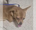 Small Chihuahua