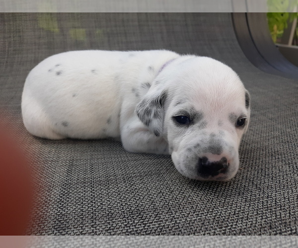 Medium Photo #15 Dalmatian Puppy For Sale in ROGERS, MN, USA