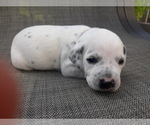 Small Photo #15 Dalmatian Puppy For Sale in ROGERS, MN, USA
