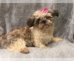 Small Photo #2 Shih Tzu Puppy For Sale in LAKELAND, FL, USA