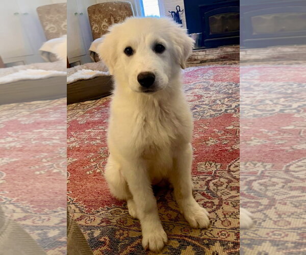 Medium Photo #2 Great Pyrenees-Unknown Mix Puppy For Sale in Croydon, NH, USA