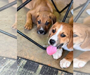 Dave and Jeff - Male Mutt Dog for Adoption - Photo #3