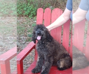 Bernedoodle-Poodle (Standard) Mix Puppy for sale in DUNNELLON, FL, USA
