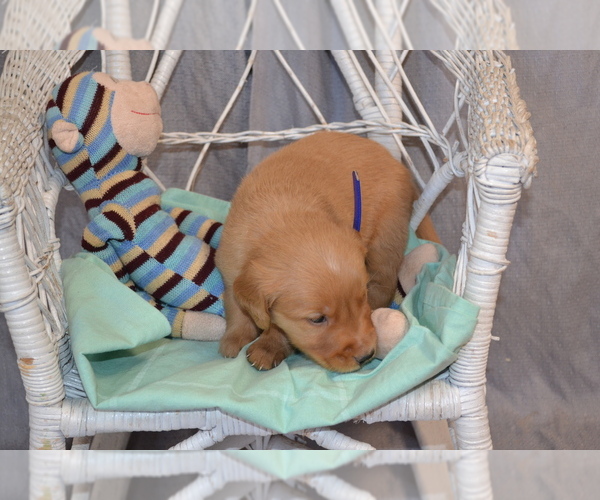 Medium Photo #2 Golden Retriever Puppy For Sale in OWEN, WI, USA