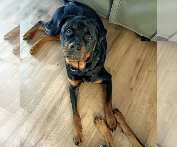 Medium Photo #3 Rottweiler Puppy For Sale in White Hall, AR, USA