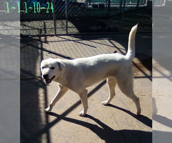 Medium Photo #3 Mutt Puppy For Sale in Apple Valley, CA, USA