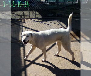 Ginny of the Hogwarts family - Female Mutt Dog for Adoption - Photo #3