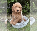 Small #2 Goldendoodle (Miniature)