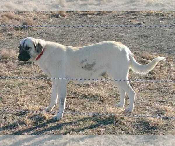Medium Photo #1 Anatolian Shepherd Puppy For Sale in INMAN, KS, USA