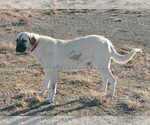 Small Photo #1 Anatolian Shepherd Puppy For Sale in INMAN, KS, USA
