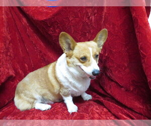 Mother of the Pembroke Welsh Corgi puppies born on 04/27/2021