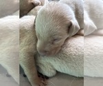 Image preview for Ad Listing. Nickname: Litter of 7