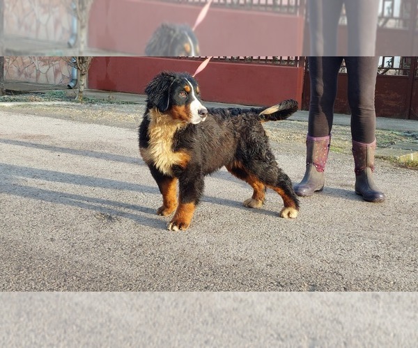 Medium Photo #4 Bernese Mountain Dog Puppy For Sale in Hatvan, Heves, Hungary