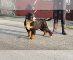 Small Photo #4 Bernese Mountain Dog Puppy For Sale in Hatvan, Heves, Hungary