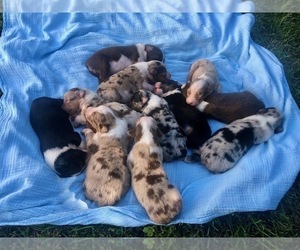 Australian Shepherd Puppy for sale in ROBERTS, IL, USA