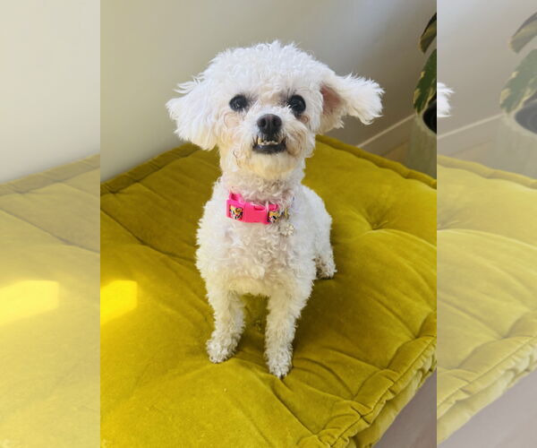 Medium Photo #2 Poodle (Miniature) Puppy For Sale in Marina Del Rey, CA, USA