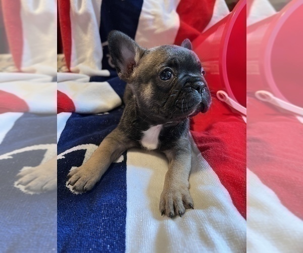 Medium Photo #8 French Bulldog Puppy For Sale in AVON PARK, FL, USA