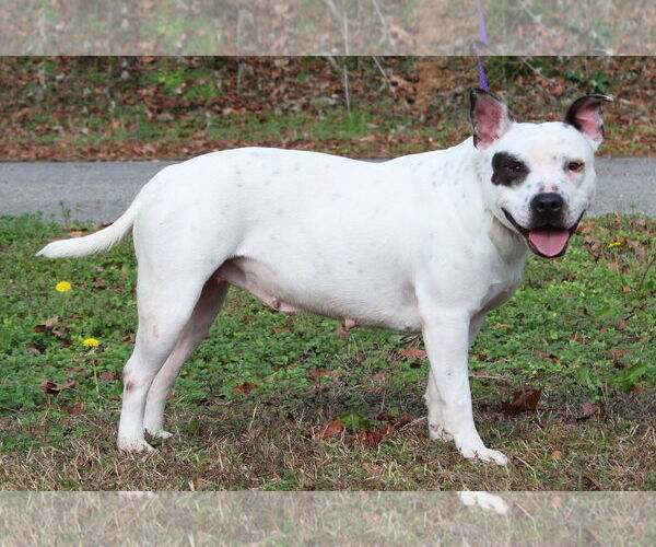 Medium Photo #4 American Bulldog-Unknown Mix Puppy For Sale in Prattville, AL, USA