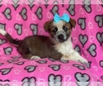 Small Photo #2 Cowboy Corgi Puppy For Sale in LAKELAND, FL, USA