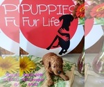 Small Photo #2 Cavapoo Puppy For Sale in SHIPSHEWANA, IN, USA