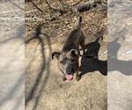 Small #3 American Pit Bull Terrier