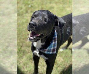 Labrador Retriever-Unknown Mix Dogs for adoption in Phoenix, AZ, USA