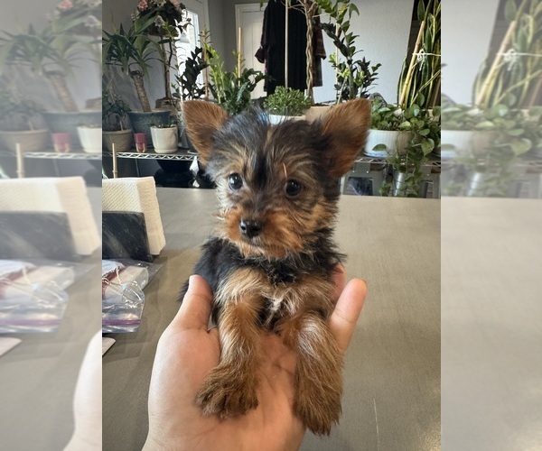 Medium Photo #1 Yorkshire Terrier Puppy For Sale in BROOKLAND, AR, USA