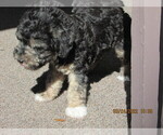 Puppy 3 Bedlington Terrier